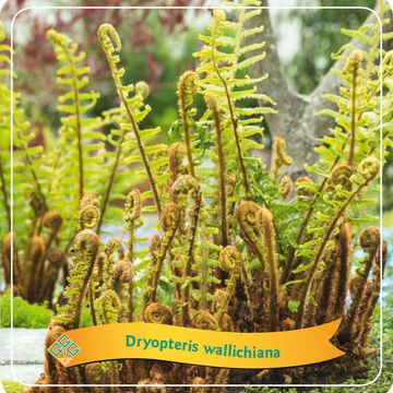 Dryopteris wallichiana