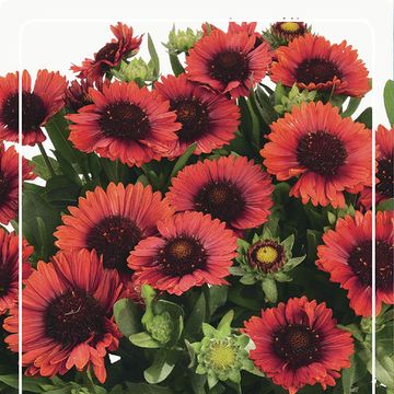 Gaillardia MIX