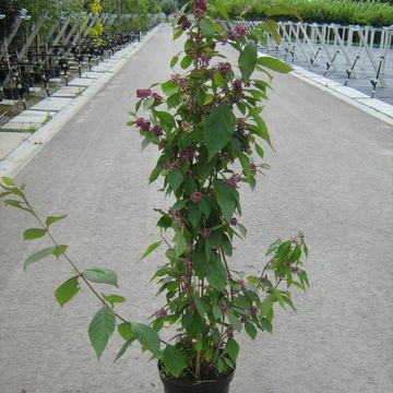 Callicarpa bodinieri 'Profusion'