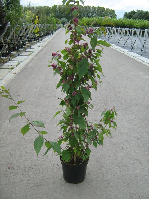 Callicarpa bodinieri 'Profusion'