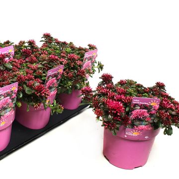 Sedum spurium SPOT ON DEEP ROSE