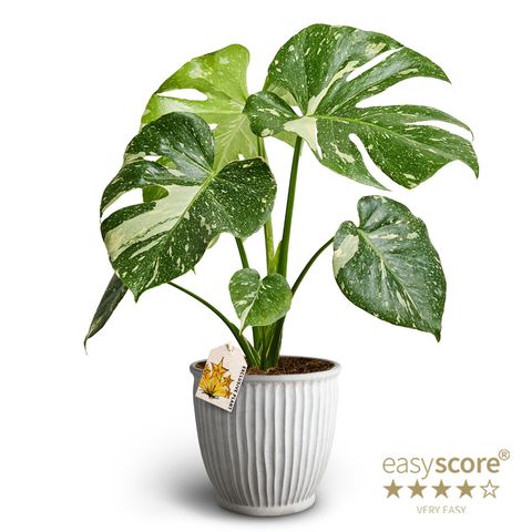 Monstera 'Thai Constellation'