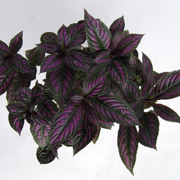 Strobilanthes dyeriana