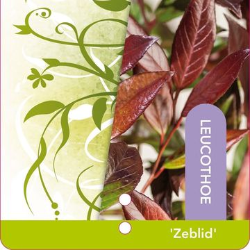 Leucothoe MIX