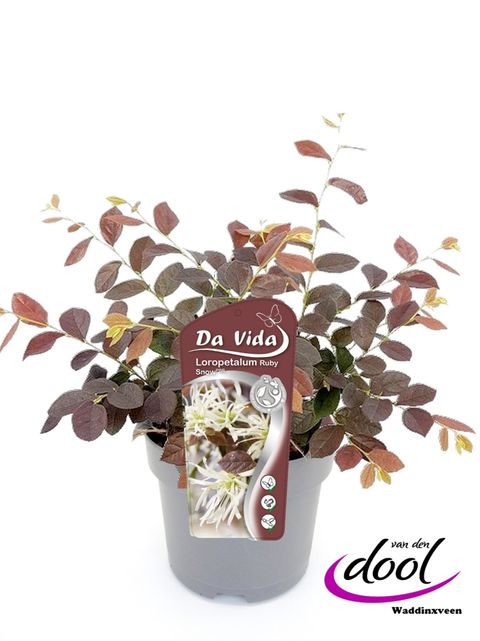 Loropetalum chinense RUBY SNOW