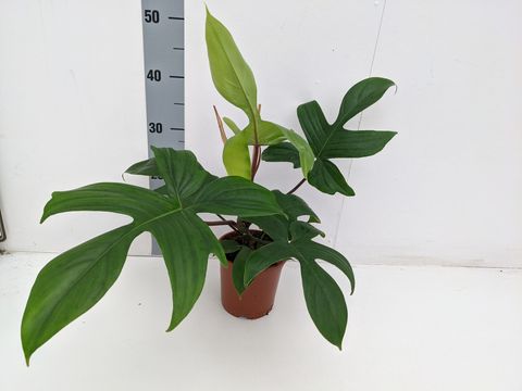 Philodendron FLORIDA GREEN