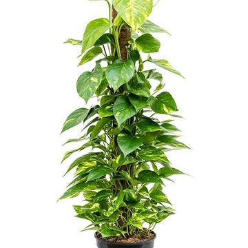 Epipremnum pinnatum 'Aureum'