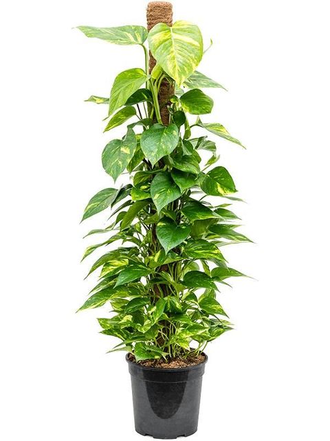 Epipremnum pinnatum 'Aureum'