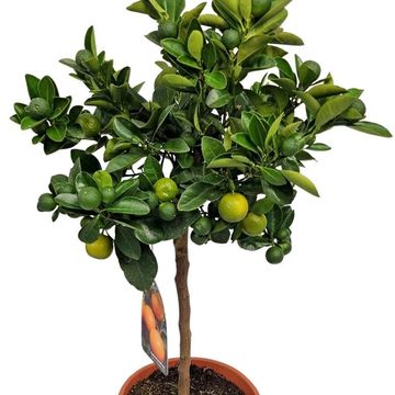 Citrus x microcarpa