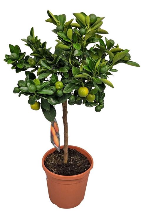 Citrus x microcarpa
