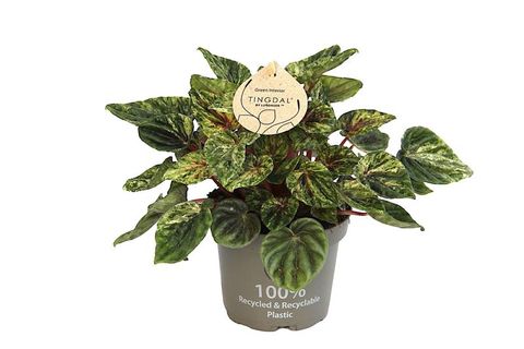 Peperomia caperata 'Buenos Aires'