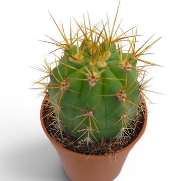 Trichocereus terscheckii