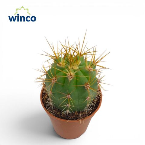 Trichocereus terscheckii