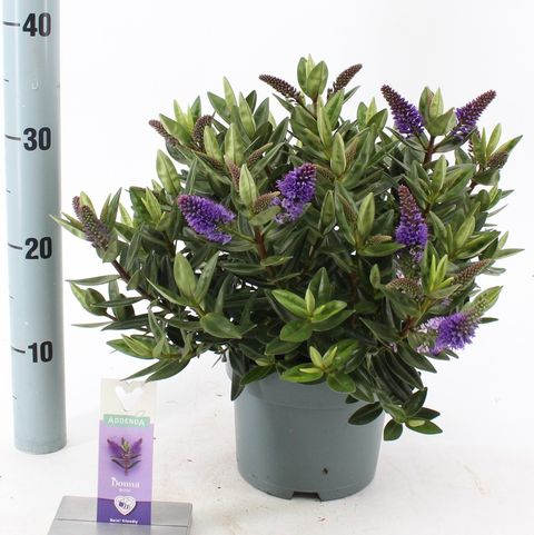 Hebe HEBEDONNA BRITTA