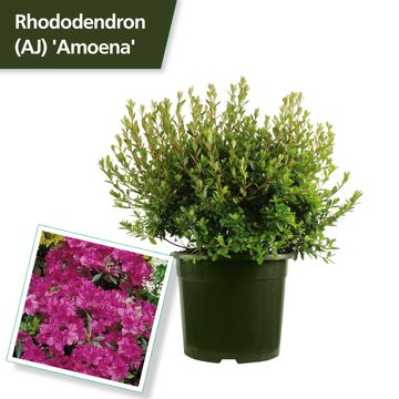 Rhododendron 'Amoenum' (AJ)