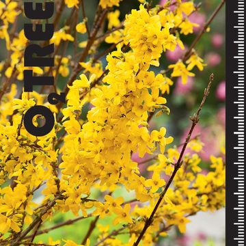Forsythia x intermedia WEEK-END