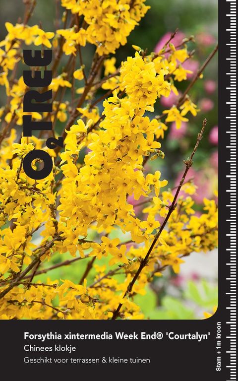 Forsythia x intermedia WEEK-END