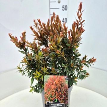 Callistemon 'Red Rocket'