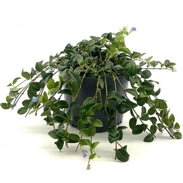 Vinca minor 'La Grave'