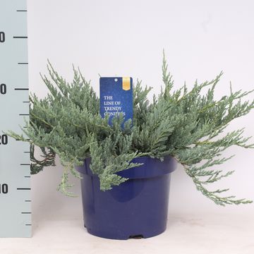 Juniperus horizontalis 'Blue Chip'