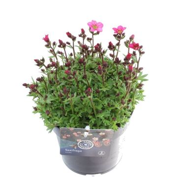 Saxifraga TOURAN PINK