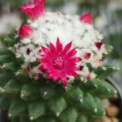 Mammillaria polythele 'Toluca'