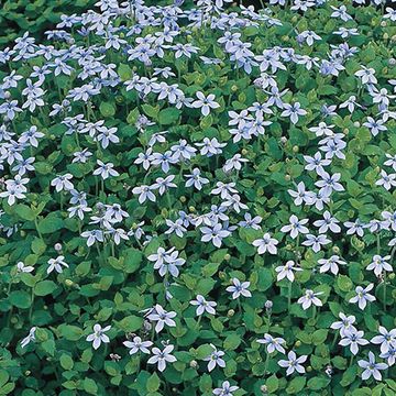 Isotoma fluviatilis