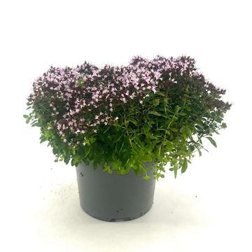 Origanum vulgare 'Compactum'