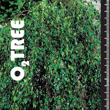 Betula pendula 'Youngii'