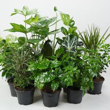 Houseplants MIX