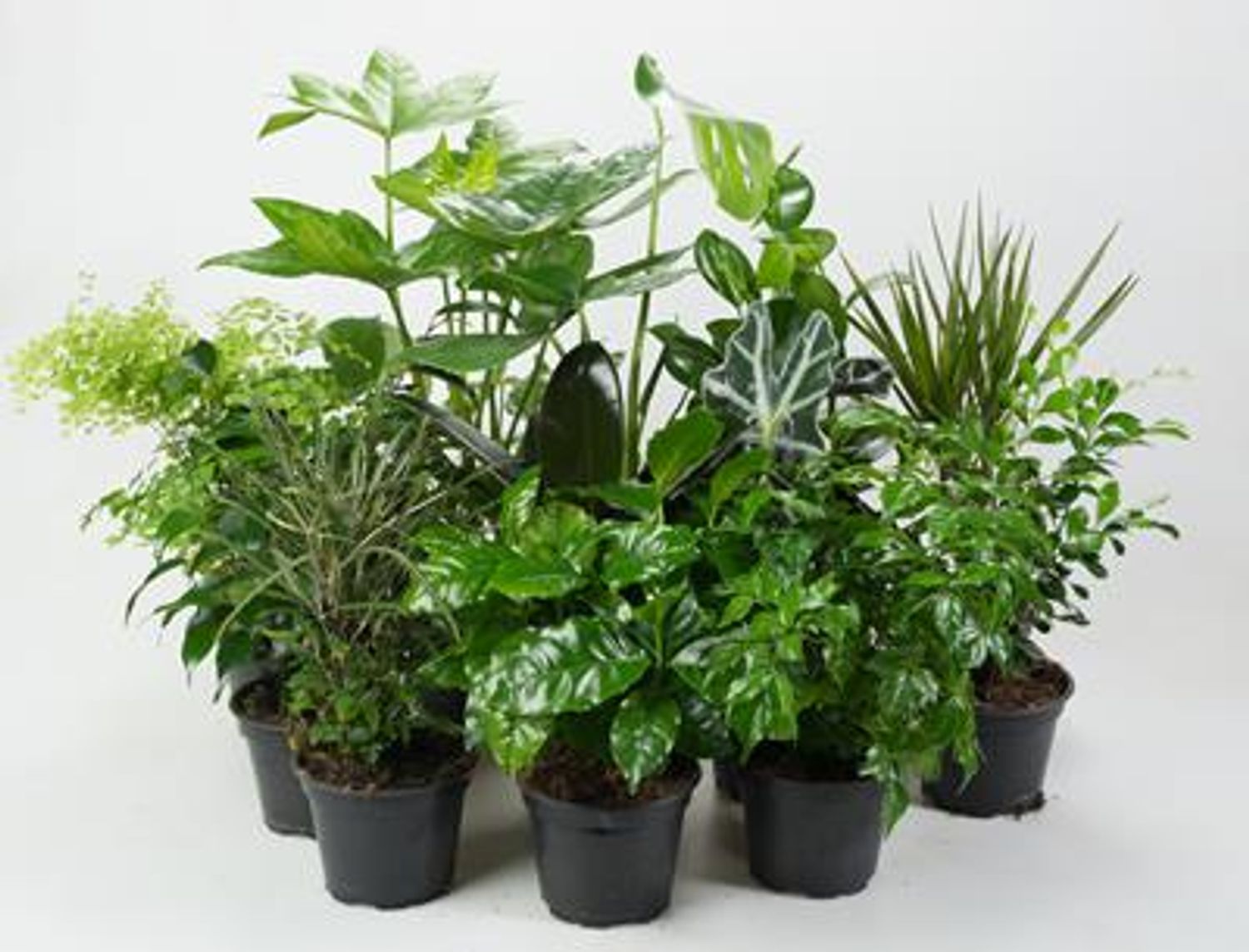Houseplants MIX — Plant Wholesale FlorAccess