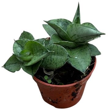 Sansevieria 'Rookie'