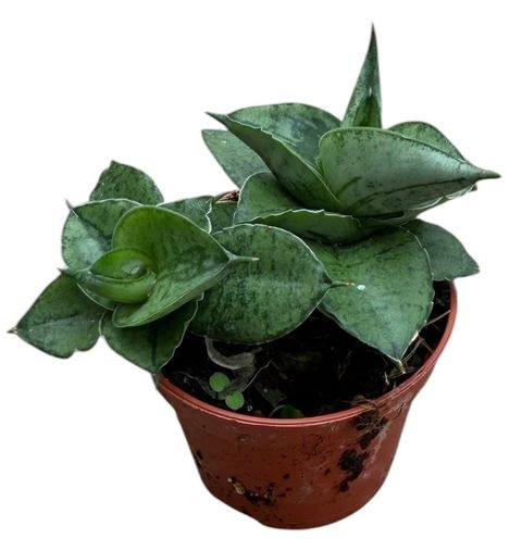 Sansevieria 'Rookie'