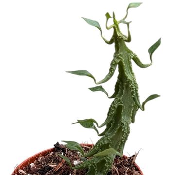 Ceropegia simoneae