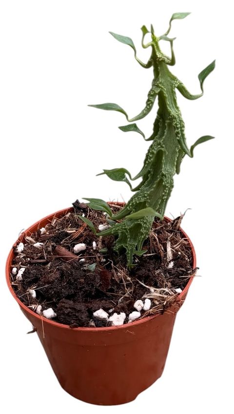 Ceropegia simoneae