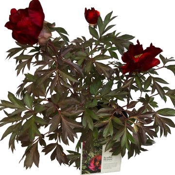 Paeonia 'Scarlet Heaven'