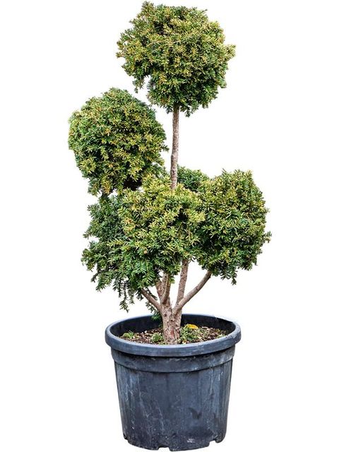 Taxus baccata 'Fastigiata Aurea'