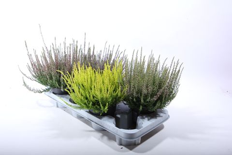 Calluna vulgaris Beauty Lady yellow