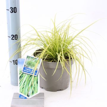 Carex oshimensis EVERCOLOR EVERSHEEN