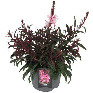 Gaura lindheimeri GAUDI LIGHT PINK