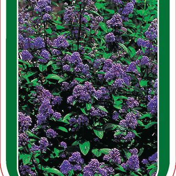 Ceanothus x delilianus 'Henri Défossé'