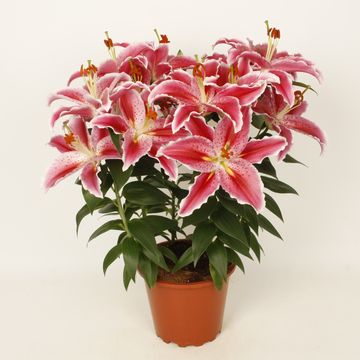 Lilium 'Sunny Martinique'