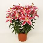 Lilium 'Sunny Martinique'