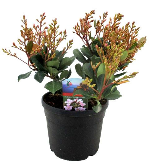 Rhaphiolepis indica SPRINGTIME