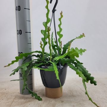 Epiphyllum anguliger