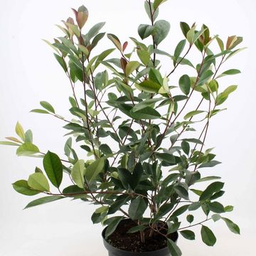 Фотиния x fraseri 'Ред Робин'