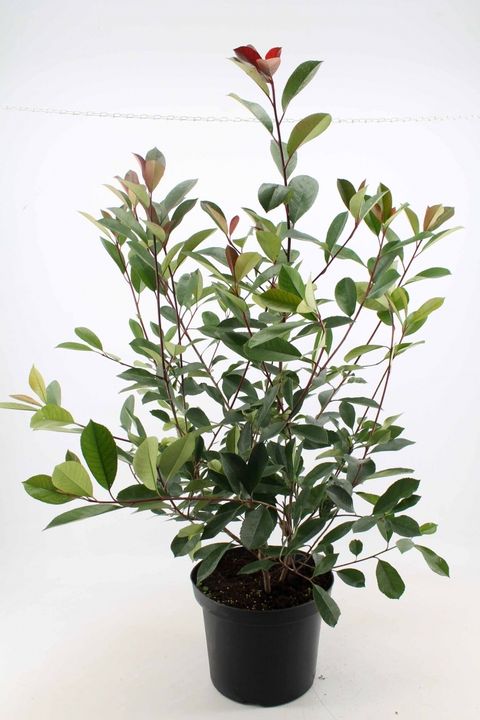 Фотиния x fraseri 'Ред Робин'