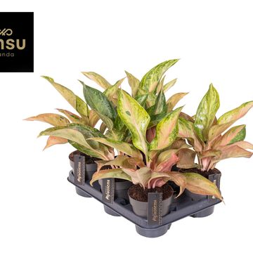 Aglaonema 'Guave Pink'