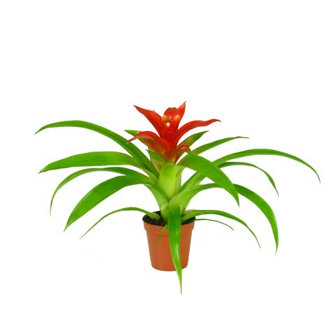 Guzmania 'Tempo'