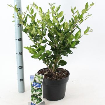 Ligustrum japonicum 'Тексанум'
